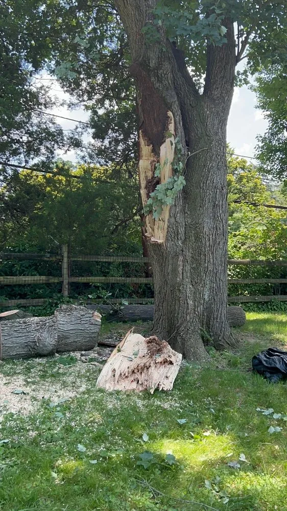 Top-rated lawn care service experts serving Croydon, PA - Ajanel Tree Service