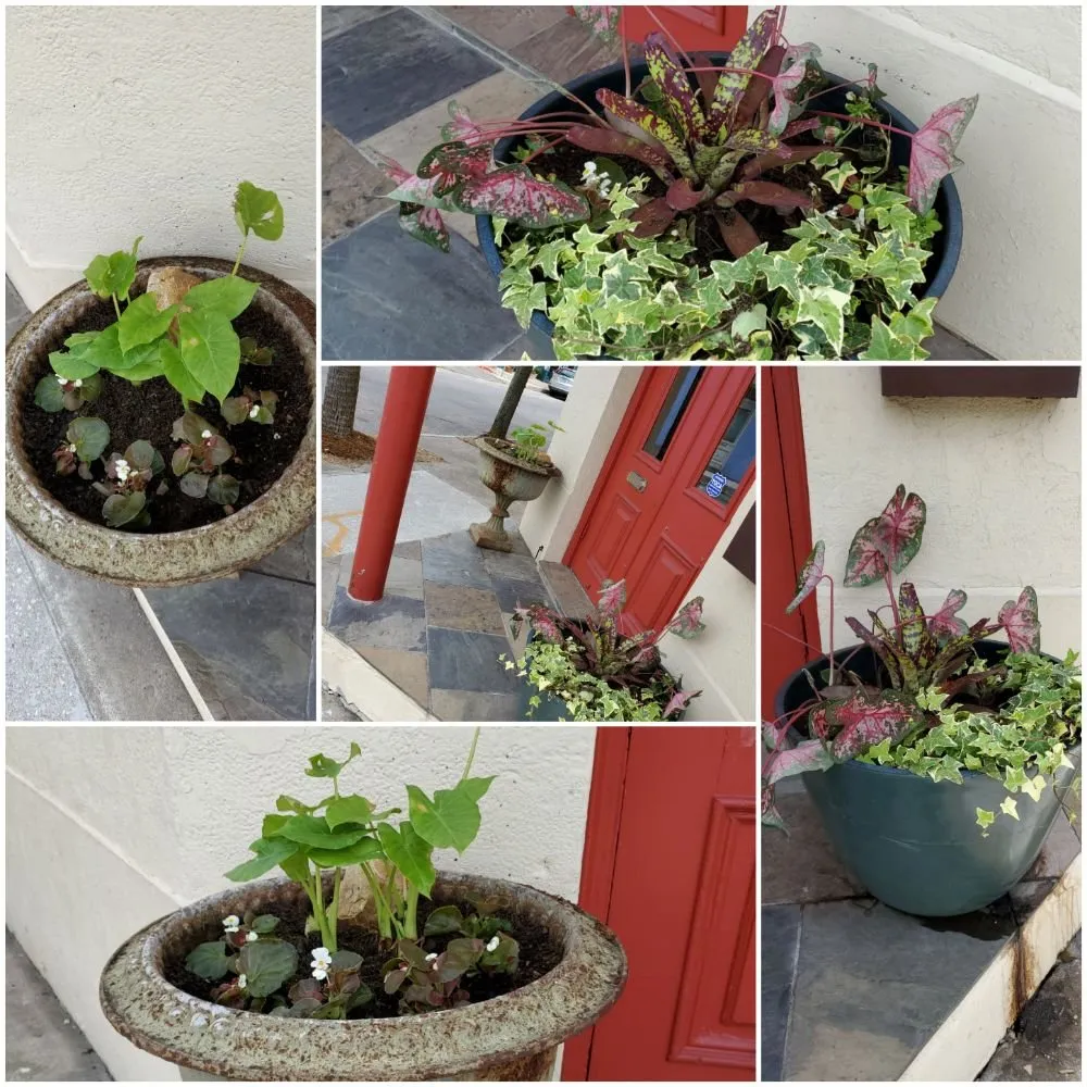 Affordable residential landscaping in Metairie, LA by AJax Landscape