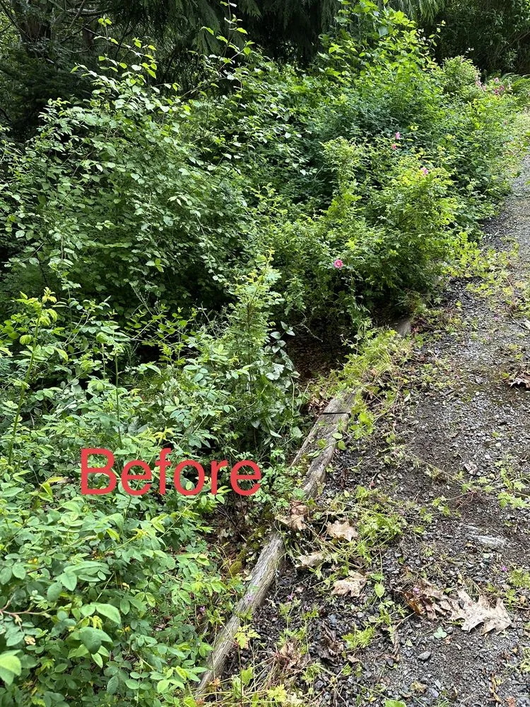 Reliable yard maintenance in Lynnwood, WA - AJL Landscaping Services