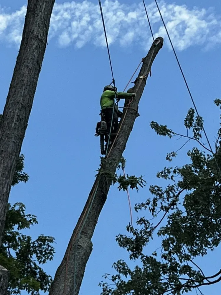 Expert yard cleanup service experts serving Elkridge, MD - AJR Landscaping Services