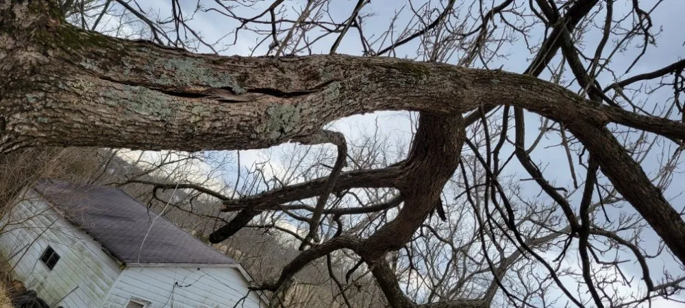 Custom yard cleanup service in Walton, KY by Ajr Lawncare & Landscaping