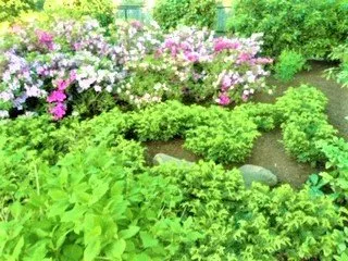 Reliable yard cleanup service near you across Charlotte, NC - AJ's Landscapes