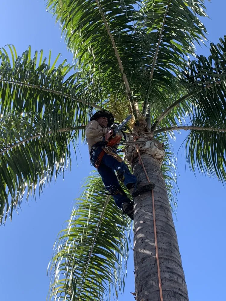 Expert yard maintenance experts serving Carson, CA - AJ's Landscaping