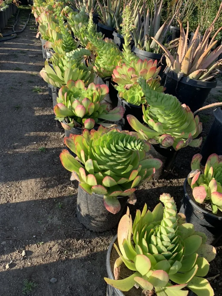 Expert yard maintenance in Carson, CA - AJ's Landscaping