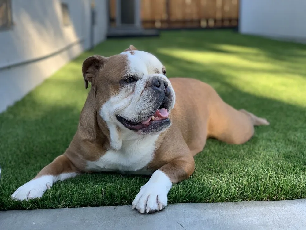 Reliable yard maintenance experts serving Novato, CA - AJ's Landscaping