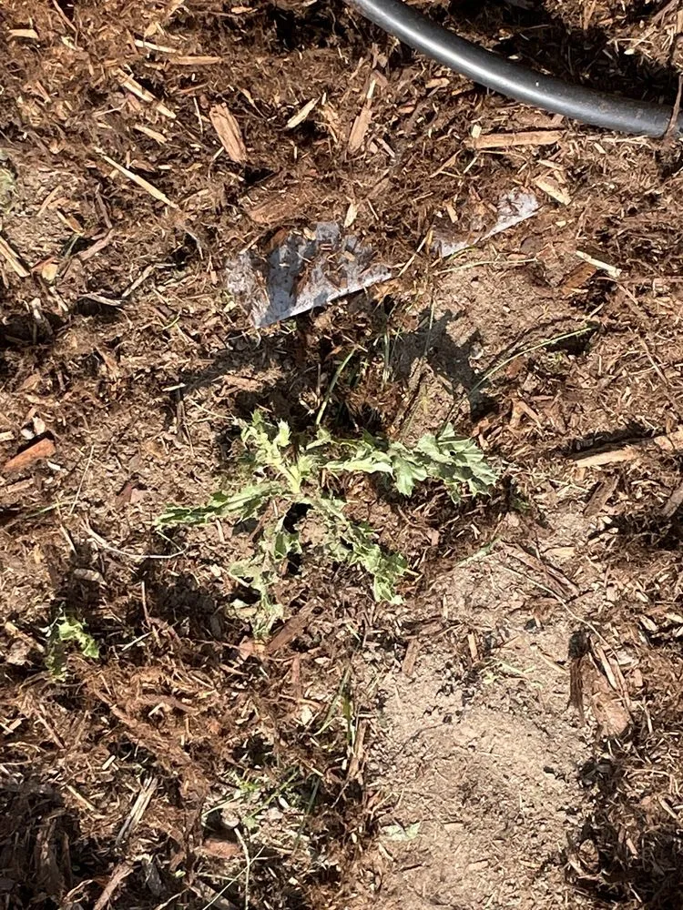 Trusted landscape installation in Colorado Springs, CO - AJ's Landscaping Service