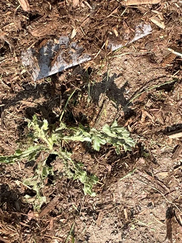 Expert lawn care service in Colorado Springs, CO by AJ's Landscaping Service