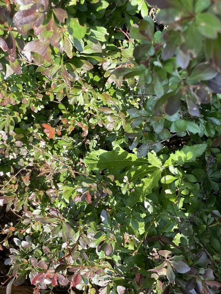 Local landscape installation in Colorado Springs, CO - AJ's Landscaping Service