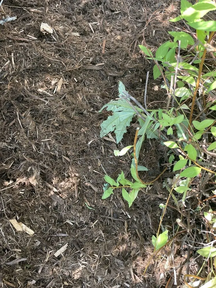 Custom lawn care service in Colorado Springs, CO by AJ's Landscaping Service