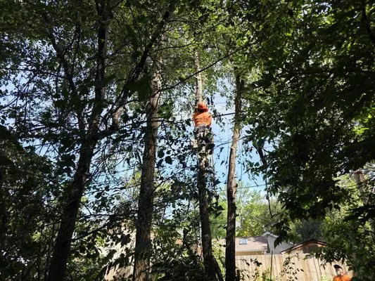 AJ's Landscaping Service Logo