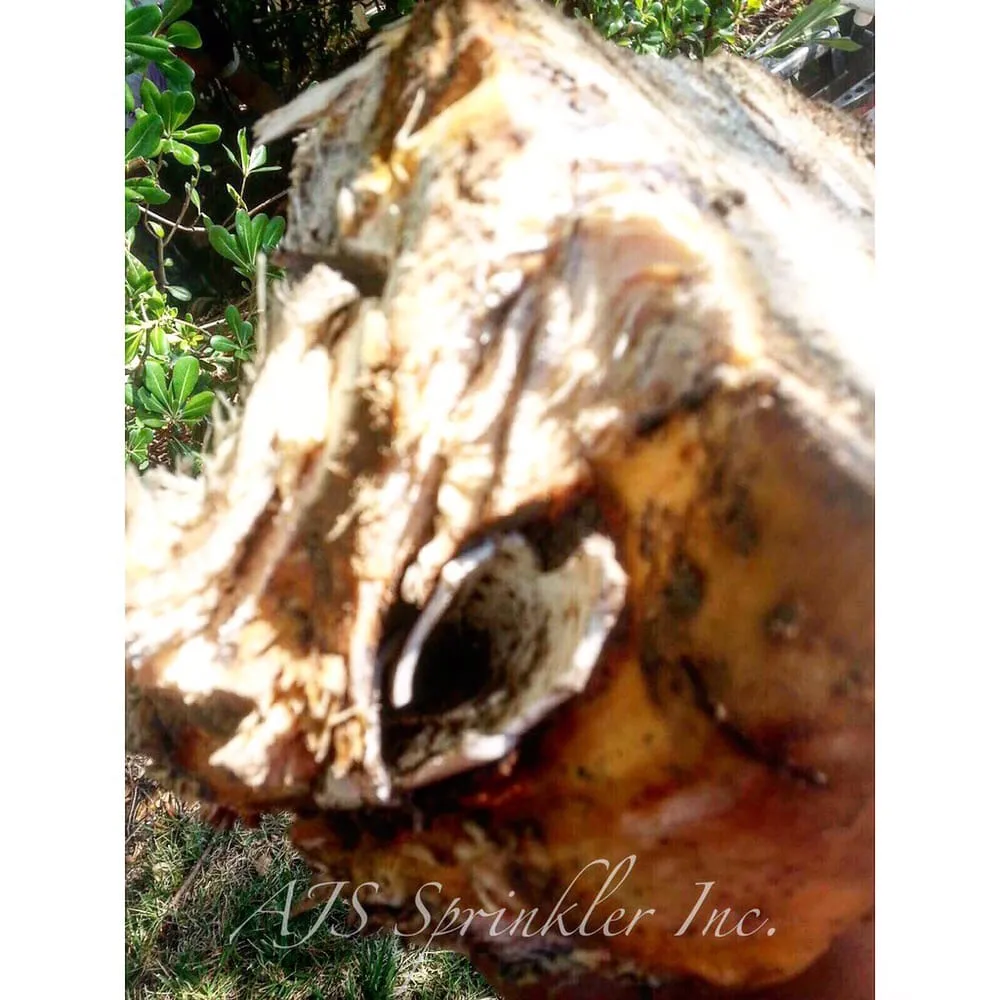 Professional landscape design near you in Redwood City, CA by AJS Sprinkler