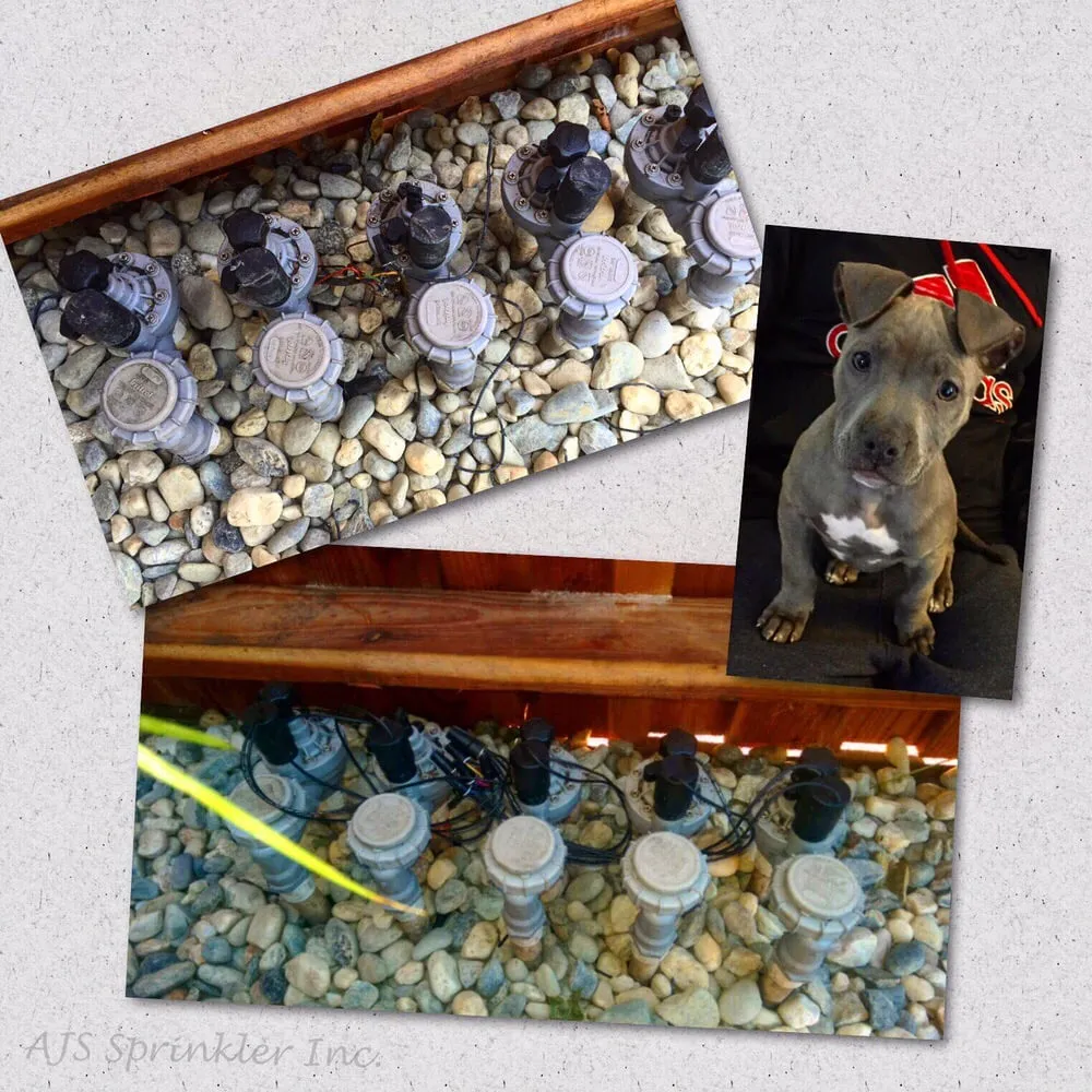 Trusted yard maintenance experts serving Redwood City, CA - AJS Sprinkler