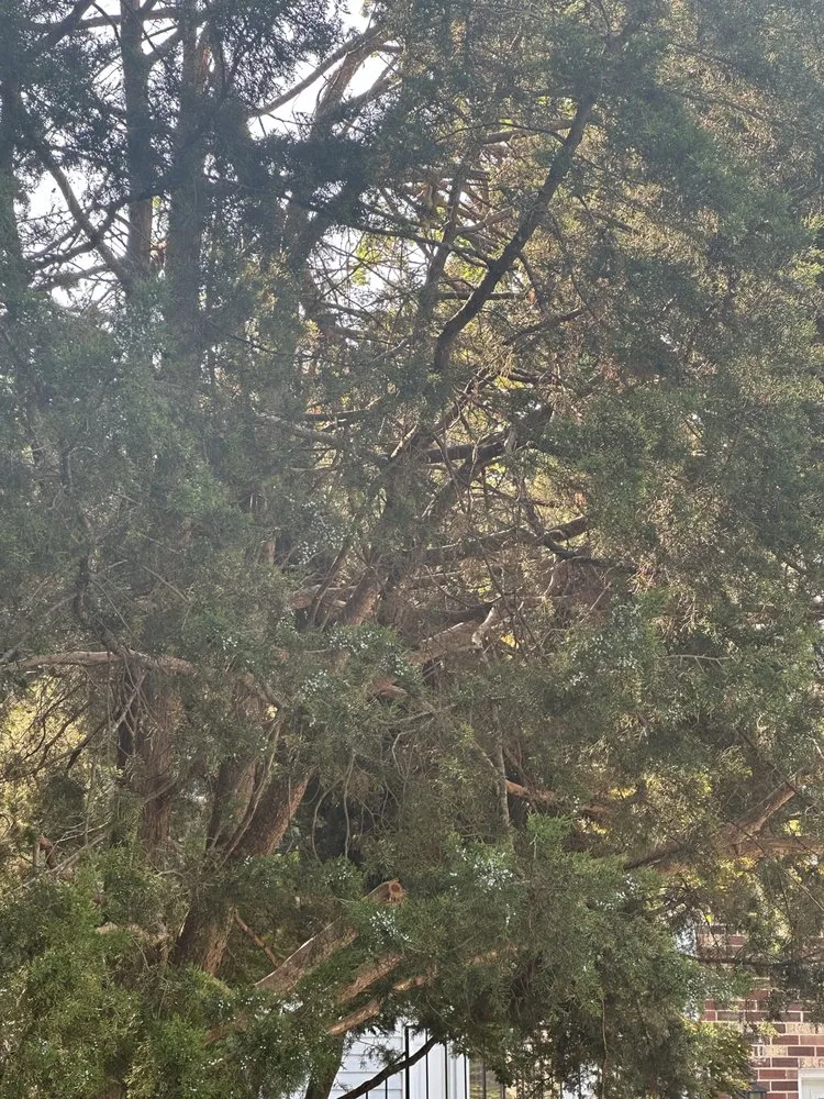 Local landscape design in Amissville, VA - A&J's Tree & Landscaping Services