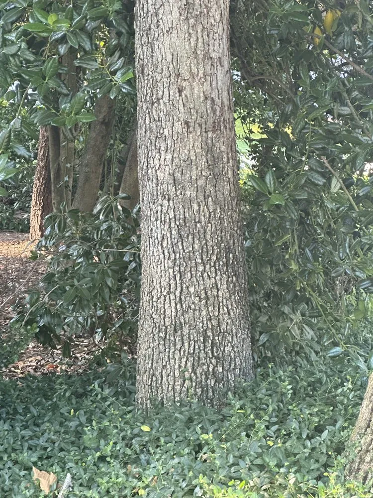 Local yard maintenance in Amissville, VA - A&J's Tree & Landscaping Services