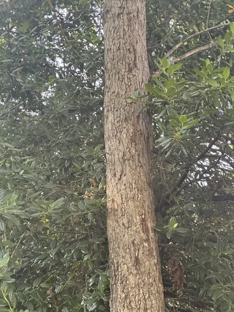 Local landscape design in Amissville, VA by A&J's Tree & Landscaping Services