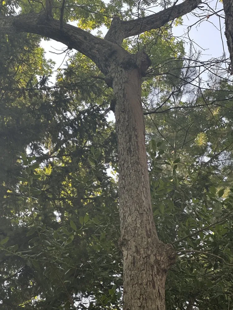 Custom residential landscaping with custom design across Amissville, VA - A&J's Tree & Landscaping Services