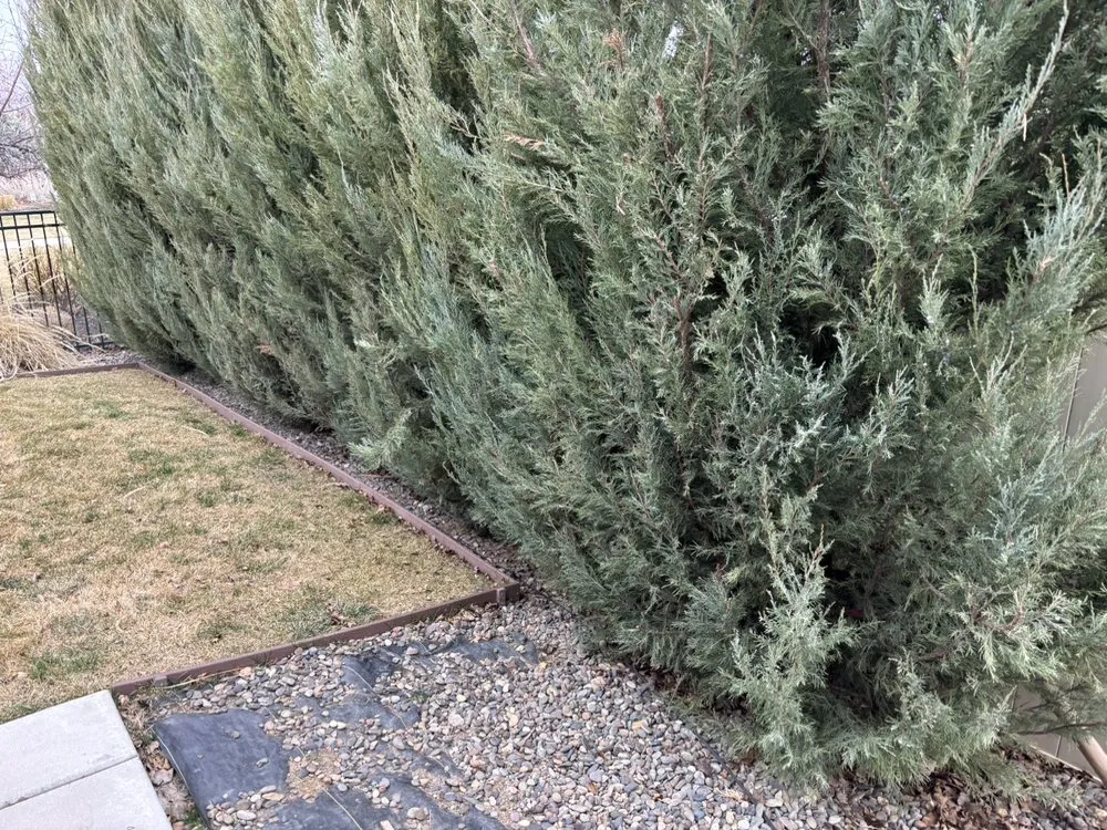 Local yard cleanup service experts serving Caldwell, ID - AJ’s Tree Pruning & Landscaping