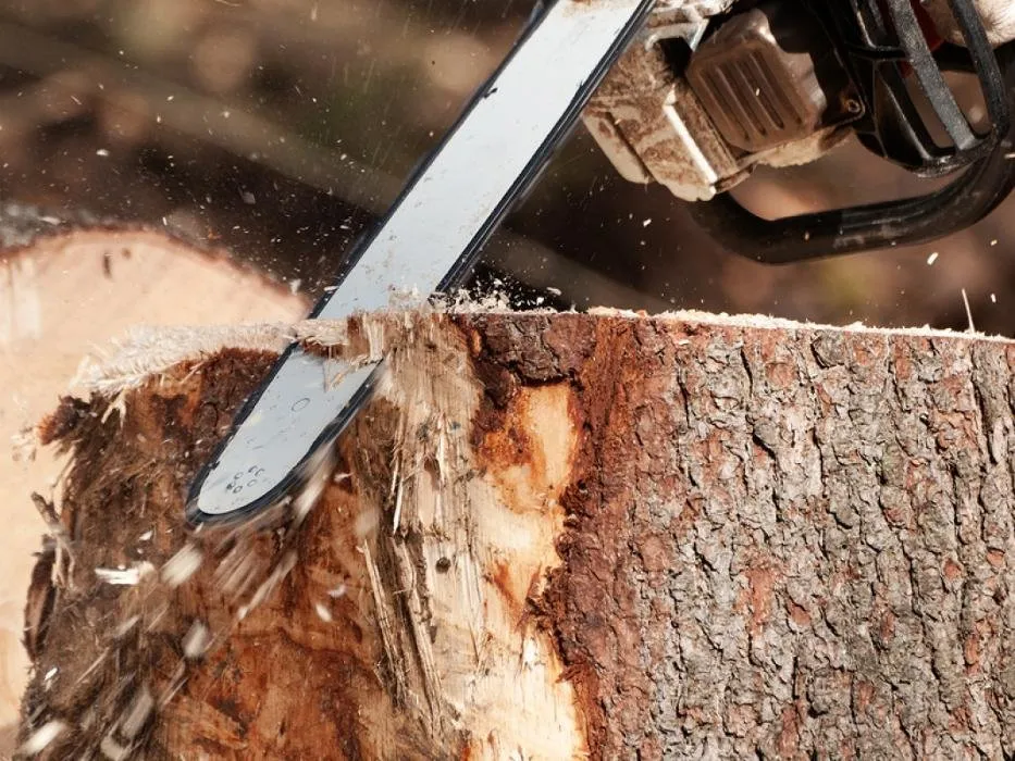 Reliable yard cleanup service for residential properties across Cartersville, GA - AJ's Tree Service and Landscaping