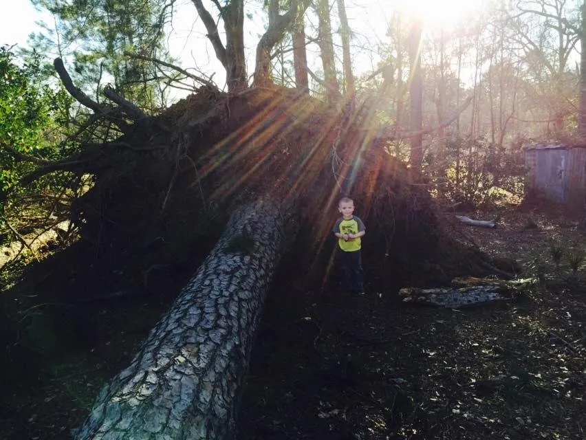 Reliable residential landscaping experts serving Screven, GA - AJ's Tree Service