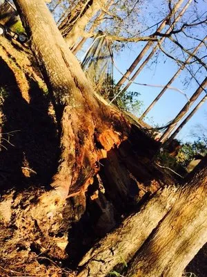 AJ's Tree Service