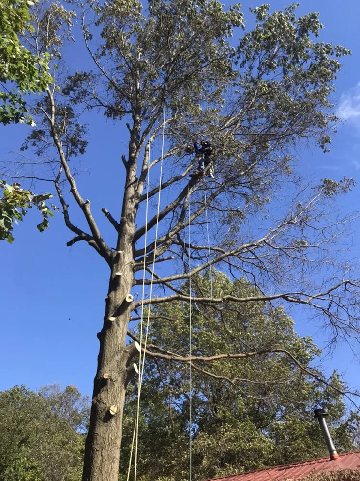 Trusted landscaping services for beautiful yards across Fort Wayne, IN - Aj's Turf & Tree