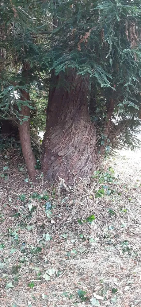 Affordable landscape installation in McKinleyville, CA by A&K Lawn & Tree Care