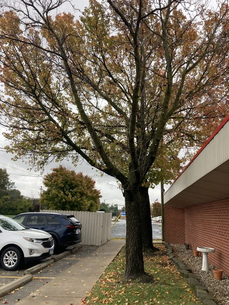 Top-rated lawn care service in Caseyville, IL by A&K Outdoor Services