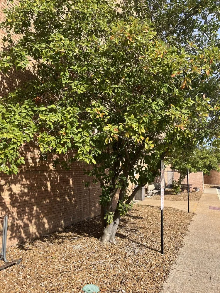 Expert yard maintenance for homes in Caseyville, IL by A&K Outdoor Services