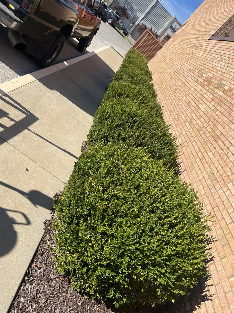 Trusted yard cleanup service in Caseyville, IL by A&K Outdoor Services