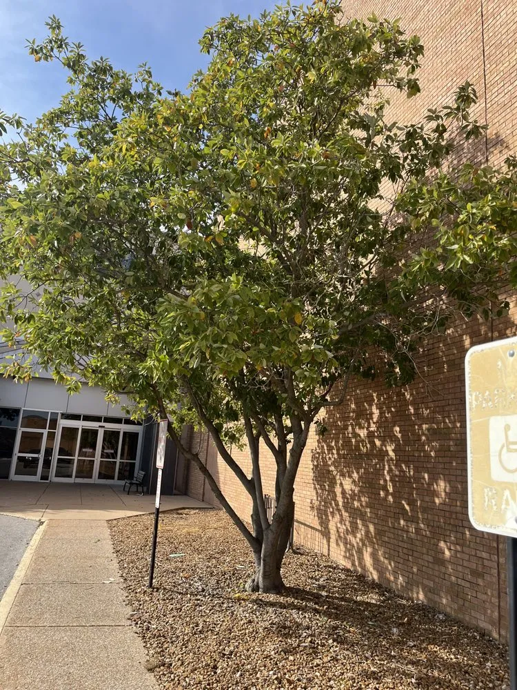 Trusted yard maintenance near you in Caseyville, IL by A&K Outdoor Services