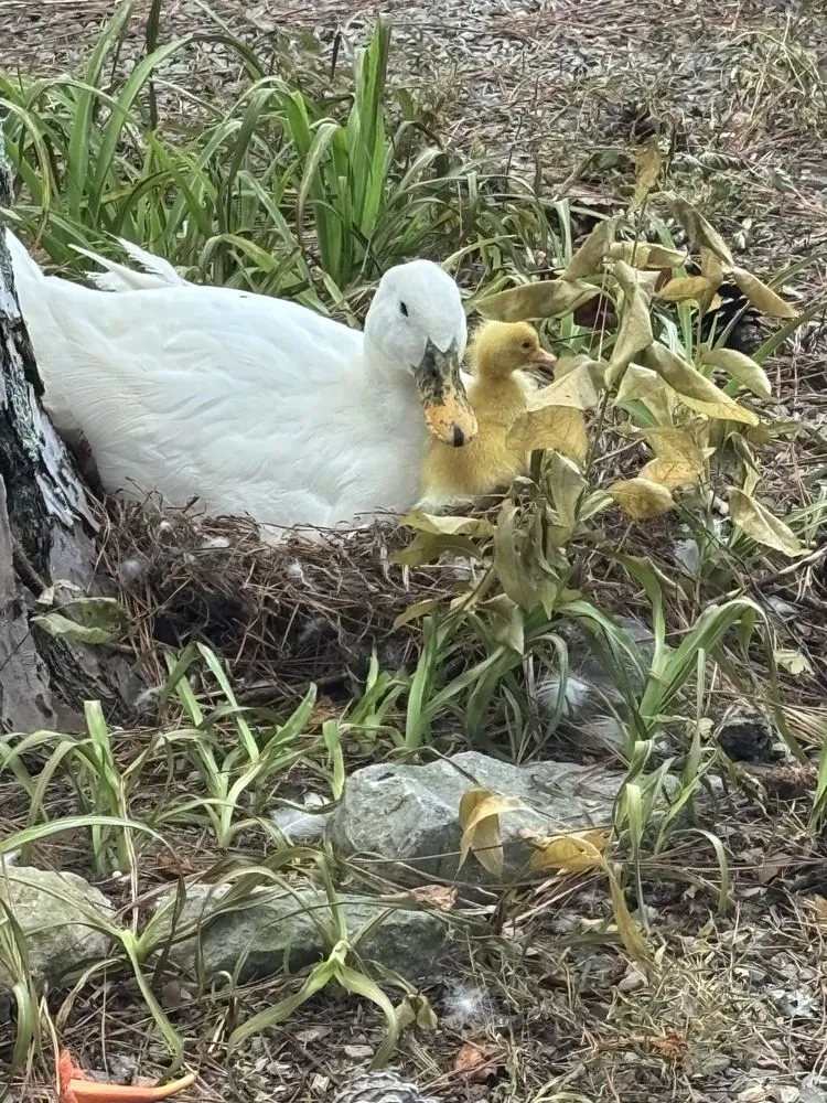 Trusted landscaping services in Cullman, AL - AK Outdoor Solutions