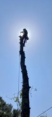 A.K. Tree & Landscape