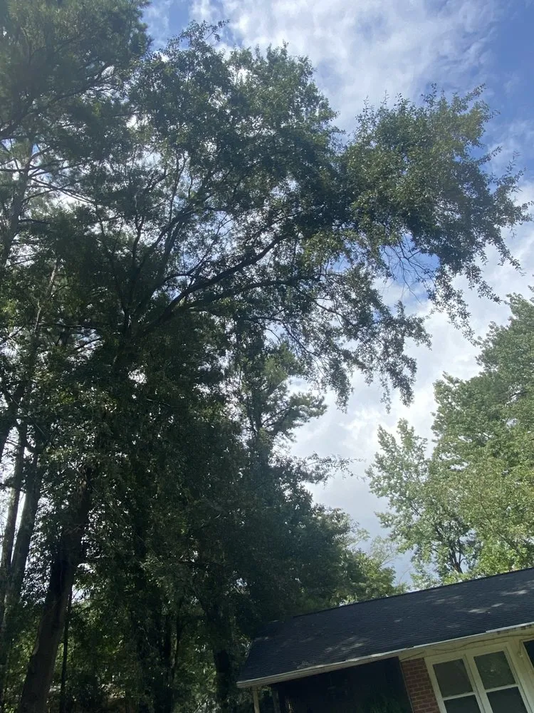 Top-rated outdoor landscaping in Covington, GA by AK Tree Service & Landscaping