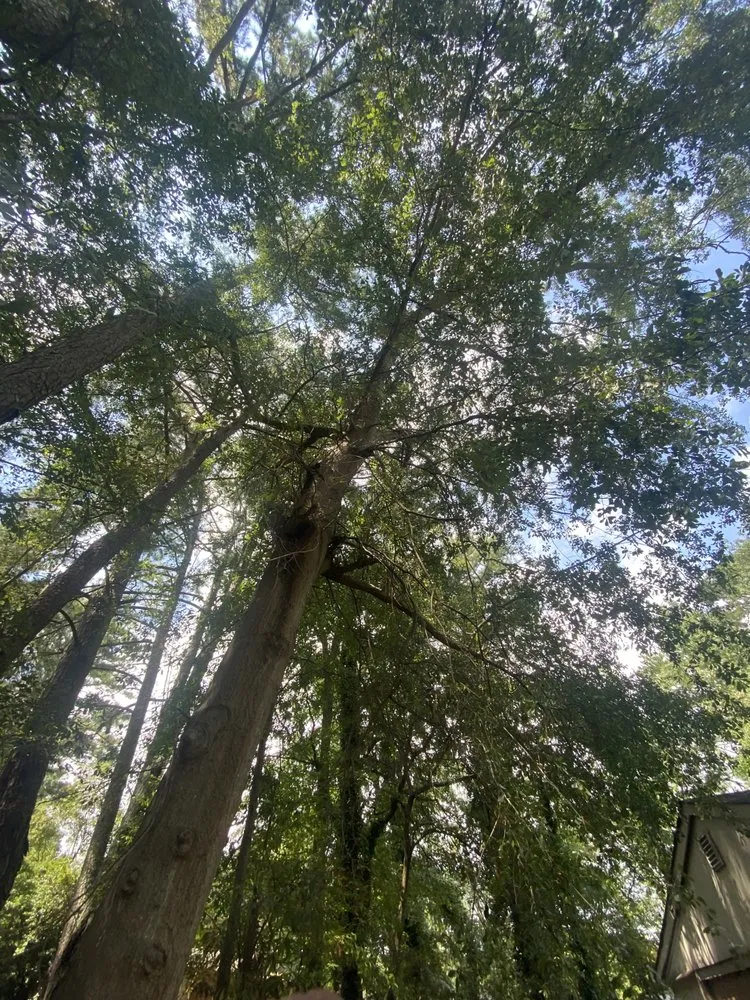 Expert garden landscaping in Covington, GA - AK Tree Service & Landscaping