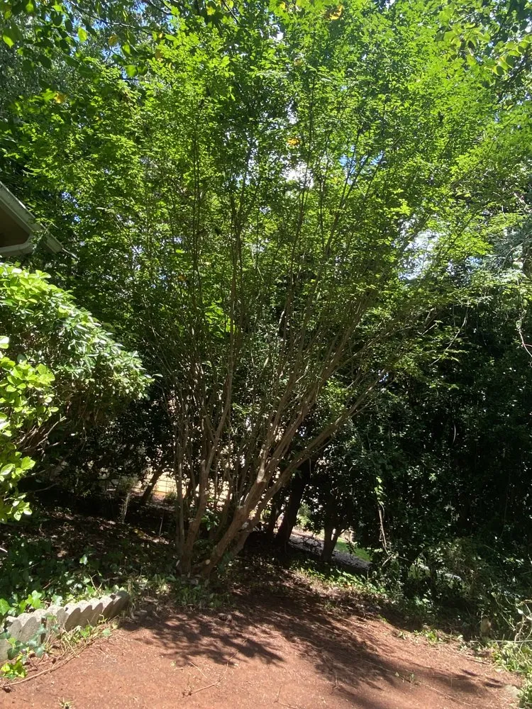 Professional yard cleanup service experts serving Covington, GA - AK Tree Service & Landscaping