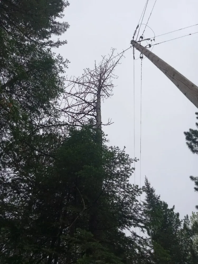 Professional yard maintenance in Gilbert, MN - AKC Hazardous Tree & Limb Removal