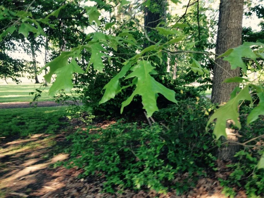 Expert outdoor landscaping in Bossier City, LA by AKC Lawn Service