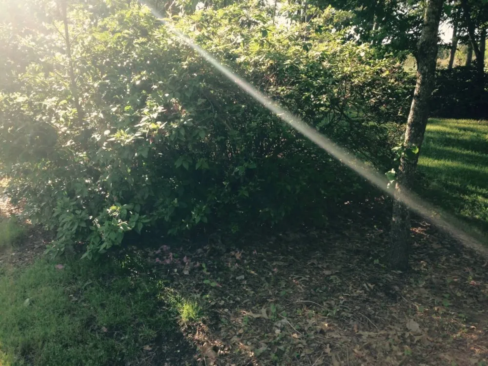 Trusted yard cleanup service for residential properties across Bossier City, LA - AKC Lawn Service