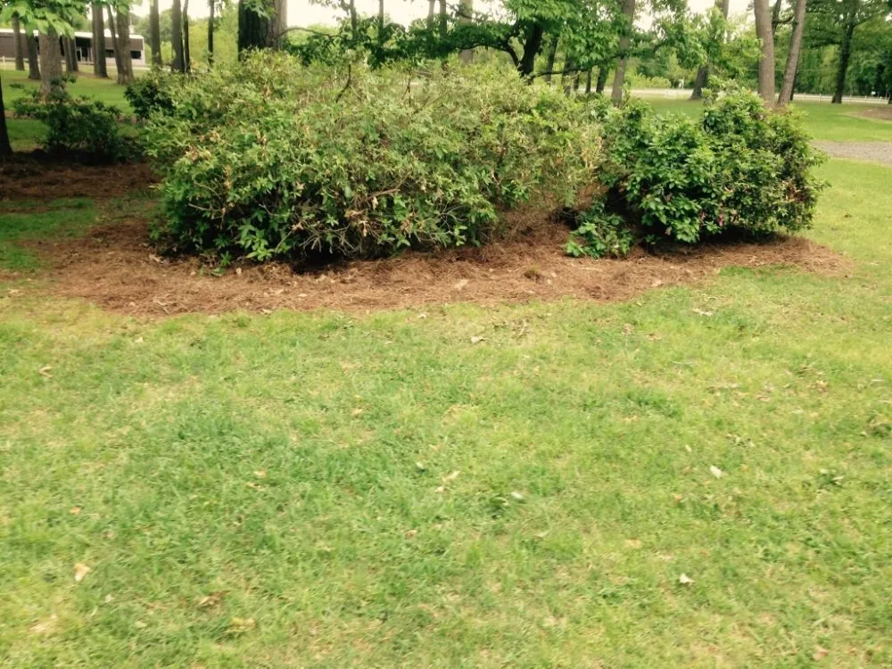 Reliable yard cleanup service in Bossier City, LA - AKC Lawn Service