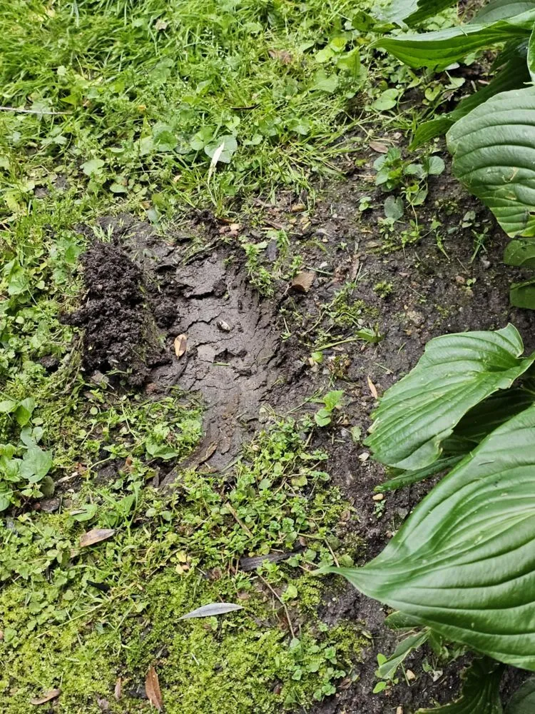 Trusted yard maintenance experts serving Joppa, MD - Akehurst Landscape