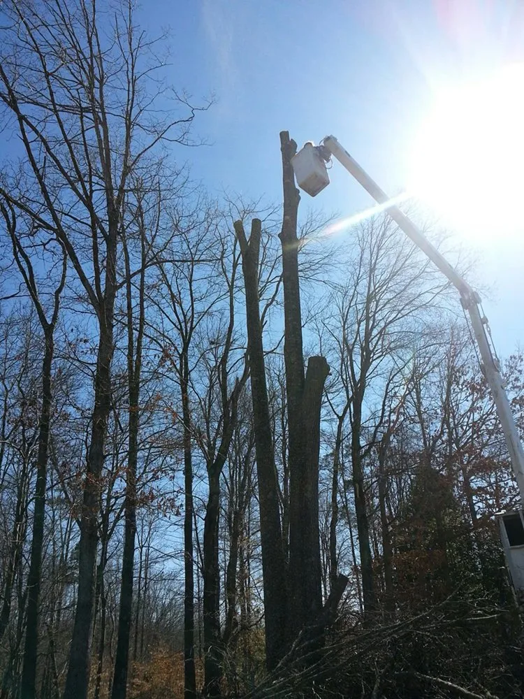 Expert yard cleanup service for residential properties in Greensboro, NC by Akines Tree Care