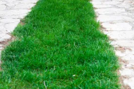 Expert landscaping services in Daly City, CA by Akira Landscaping