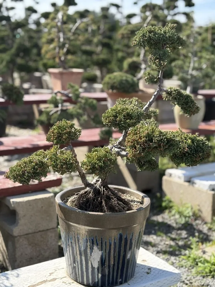 Reliable landscape design in Huntington Beach, CA - Akita Bonsai Nursery