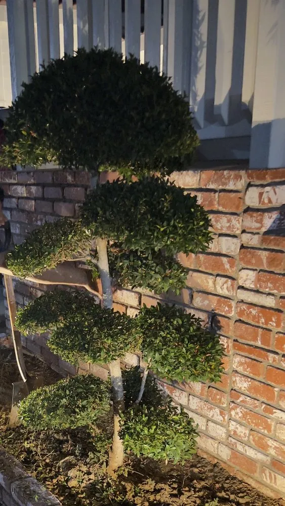 Reliable residential landscaping for outdoor upgrades across Huntington Beach, CA - Akita Bonsai Nursery