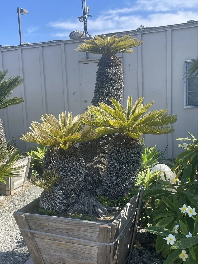 Top-rated landscaping services experts serving Huntington Beach, CA - Akita Bonsai Nursery