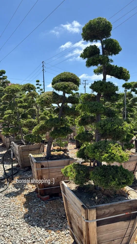Affordable lawn care service for beautiful yards in Huntington Beach, CA by Akita Bonsai Nursery