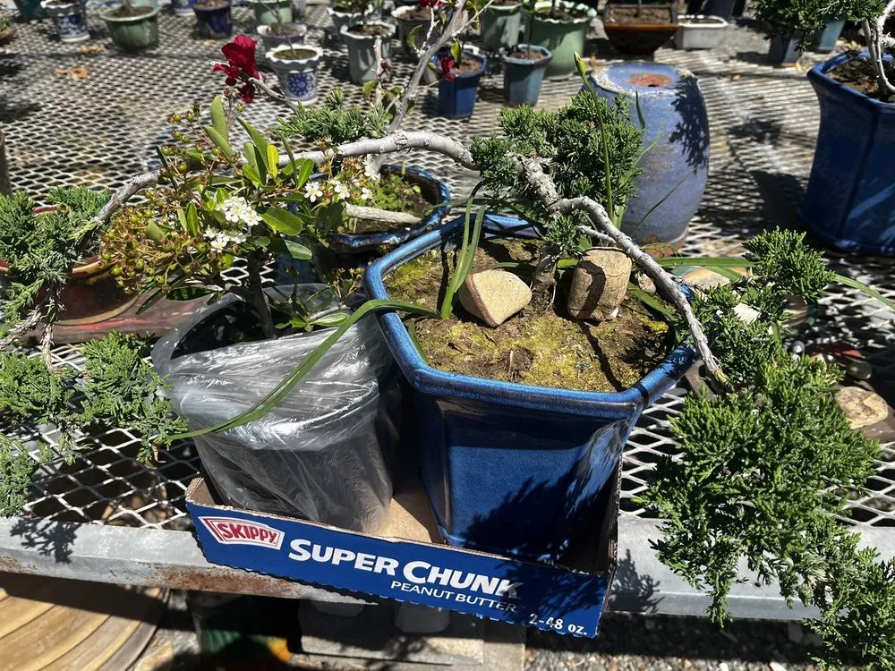 Professional lawn mowing service for residential properties in Huntington Beach, CA by Akita Bonsai Nursery