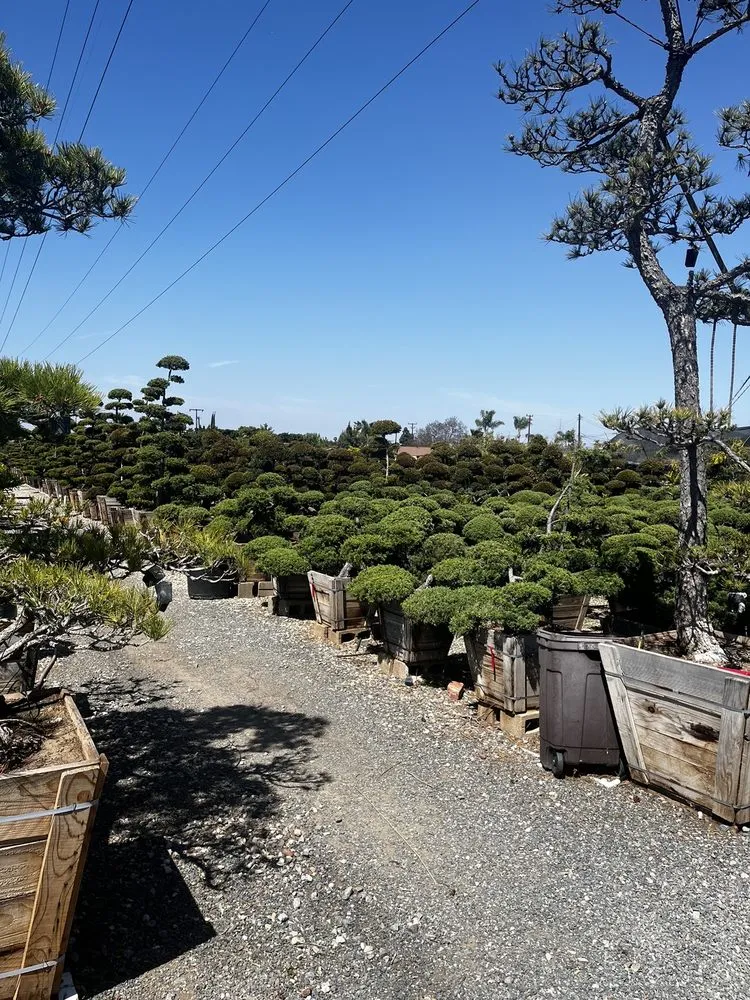 Local garden landscaping for outdoor upgrades in Huntington Beach, CA by Akita Bonsai Nursery