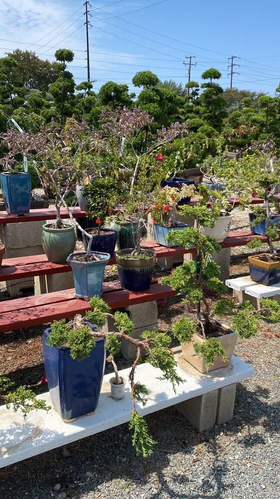 Affordable lawn care service in Huntington Beach, CA by Akita Bonsai Nursery