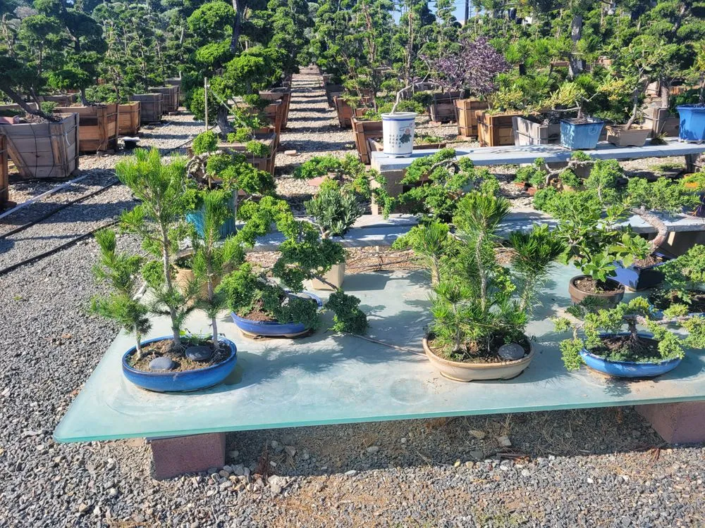 Local landscaping services in Huntington Beach, CA - Akita Bonsai Nursery